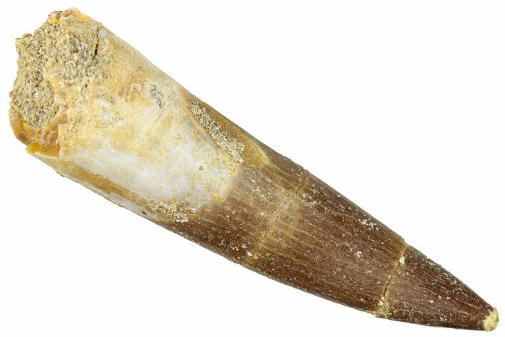 Fossil Plesiosaur (Zarafasaura) Tooth - Morocco #296327